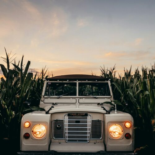 A white truck parked in the middle of a corn field